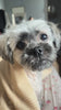 Video testimonial - Dog is Human multivitamin results